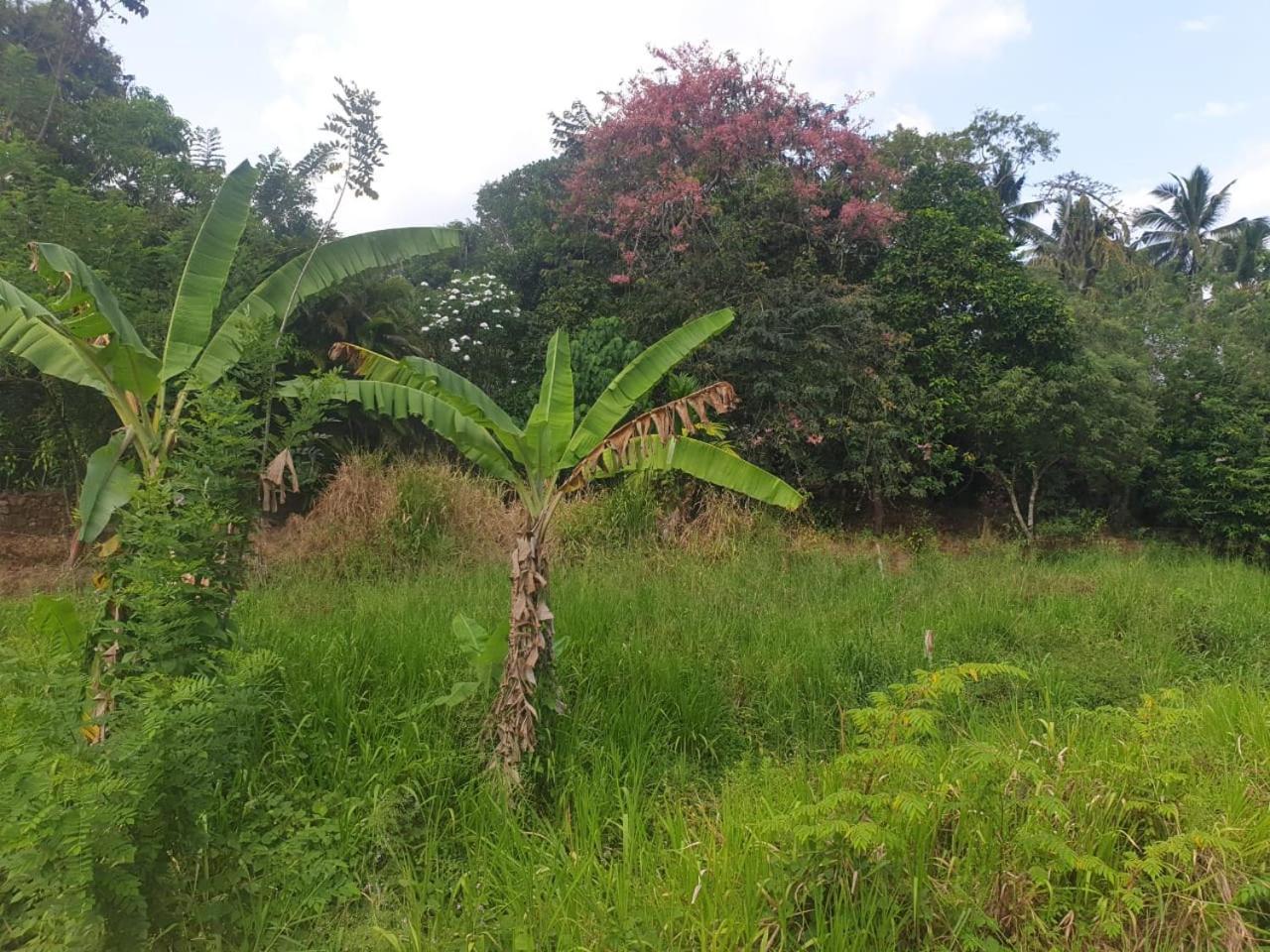 Dillenia Canopy Mirissa Exterior foto